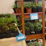 Plant stall